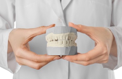 Photo of Doctor holding dental model with jaws on white background, closeup. Cast of teeth