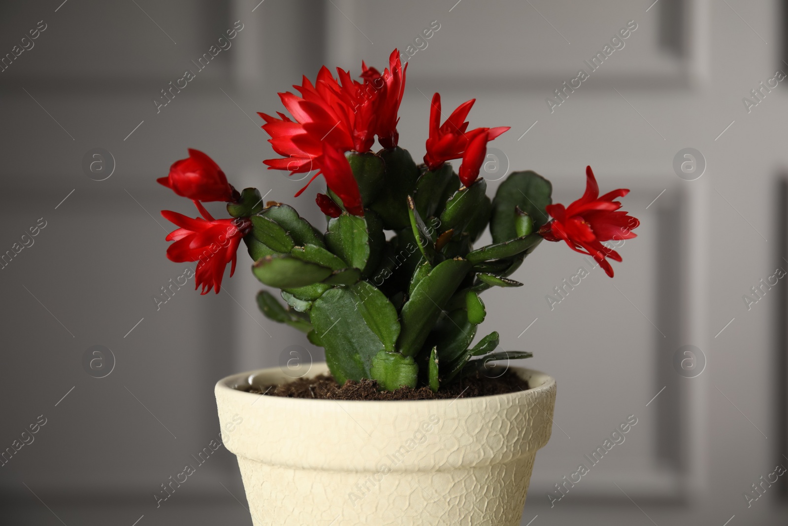 Photo of Beautiful blooming Schlumbergera (Christmas or Thanksgiving cactus) in pot against light wall, closeup