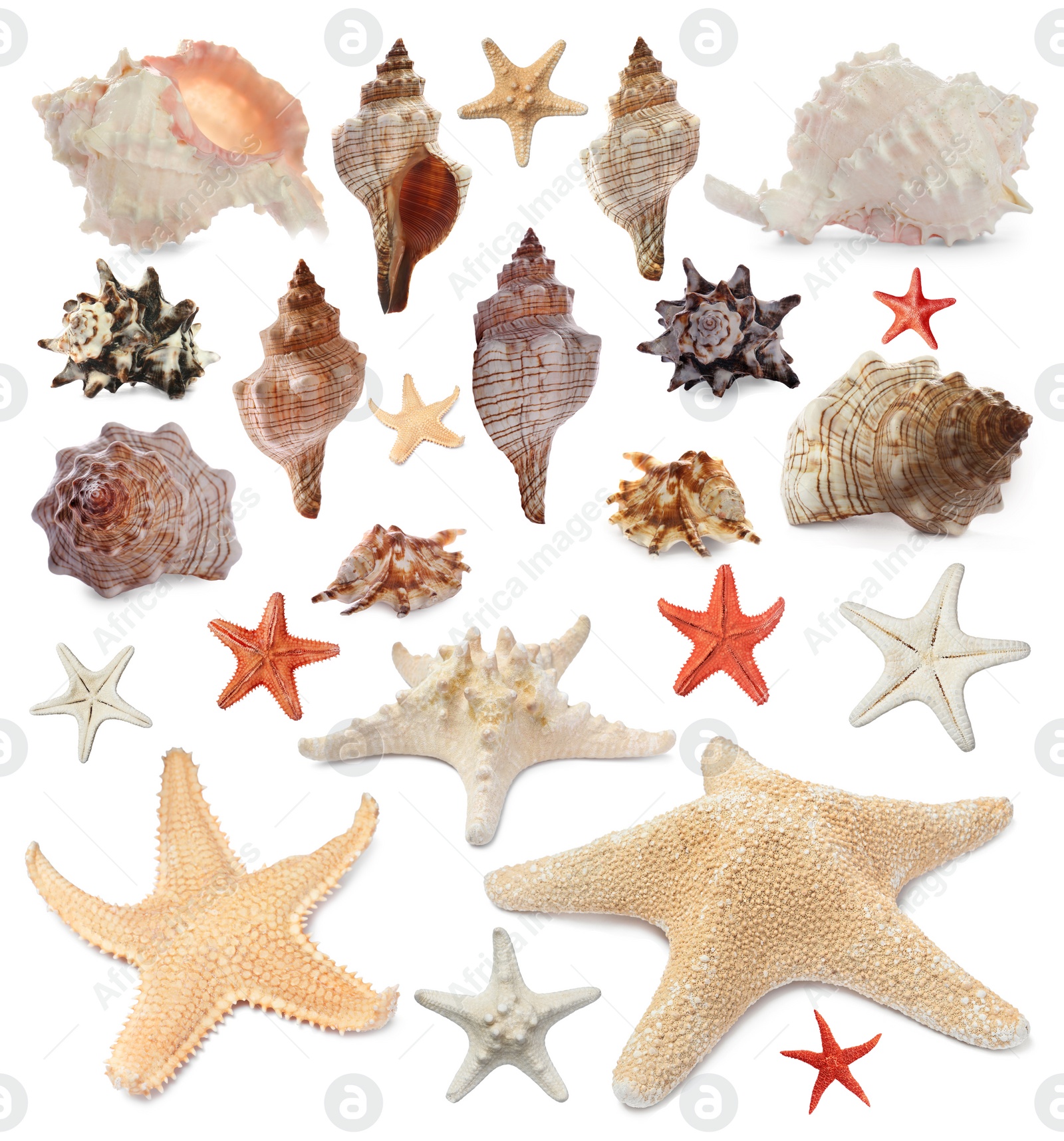 Image of Collection of different beautiful sea stars and shells on white background