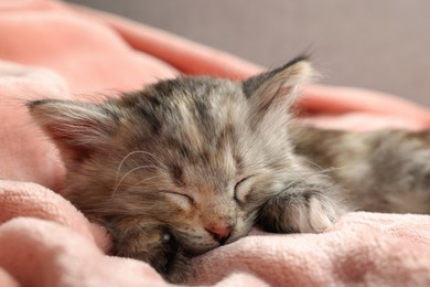 Cute kitten sleeping on soft pink blanket