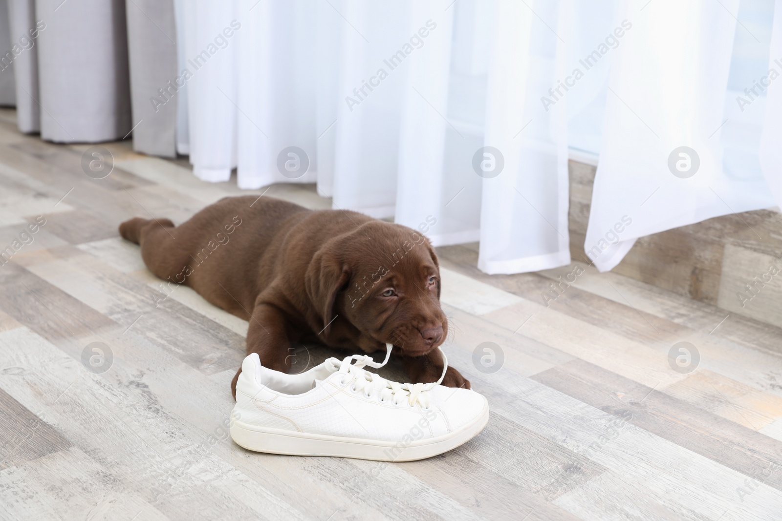 Photo of Chocolate Labrador Retriever puppy playing with sneaker on floor indoors