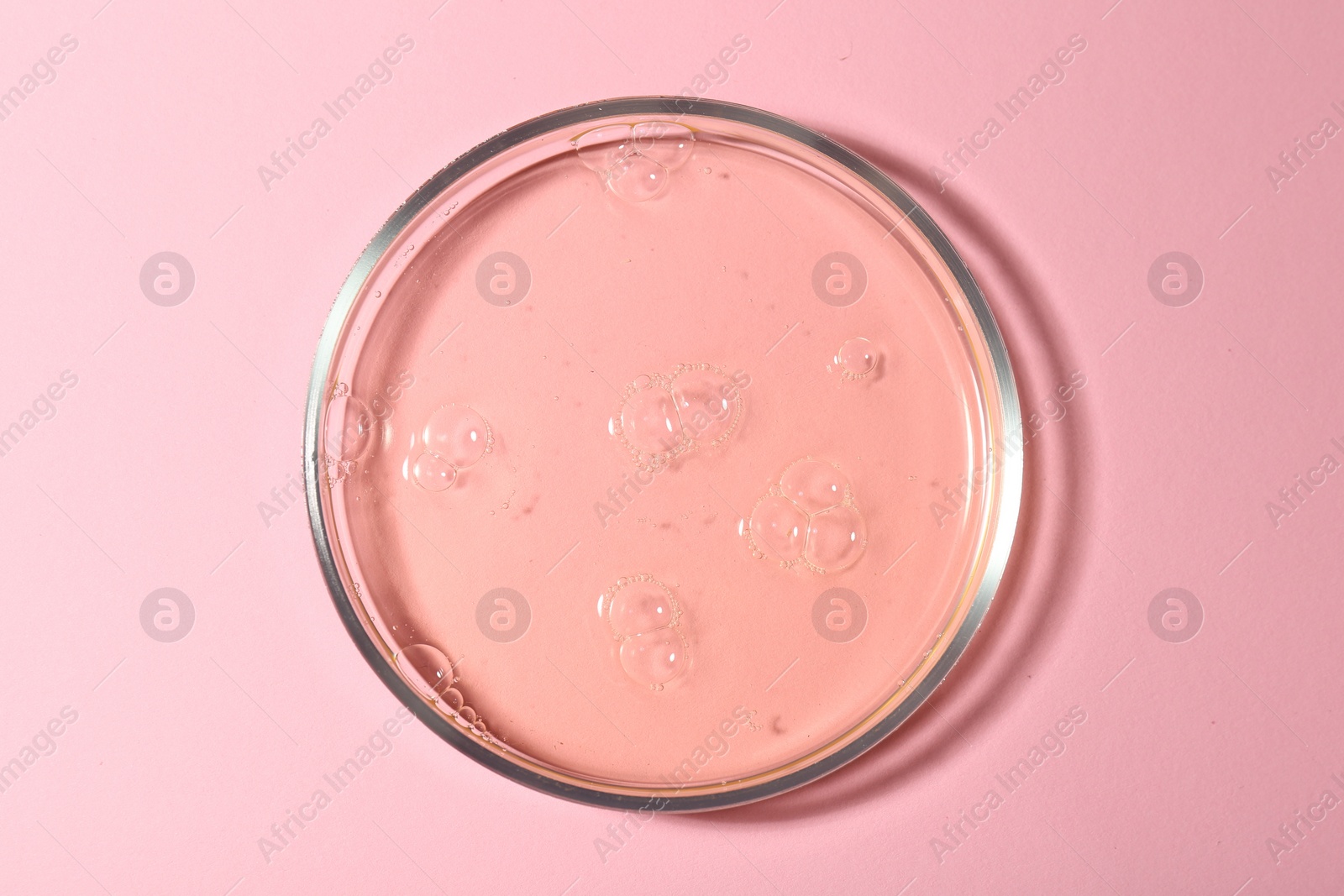 Photo of Petri dish with liquid sample on pink background, top view