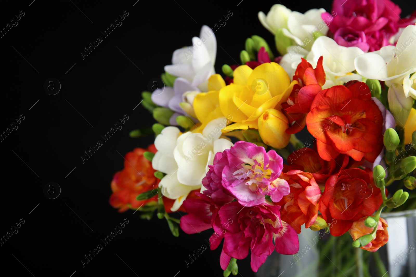 Photo of Bouquet of spring freesia flowers in vase on dark background, closeup. Space for text