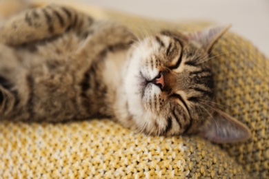 Photo of Cute tabby cat lying on knitted blanket, closeup. Lovely pet