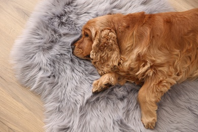 Photo of Cute Cocker Spaniel dog lying on warm floor indoors, top view. Heating system