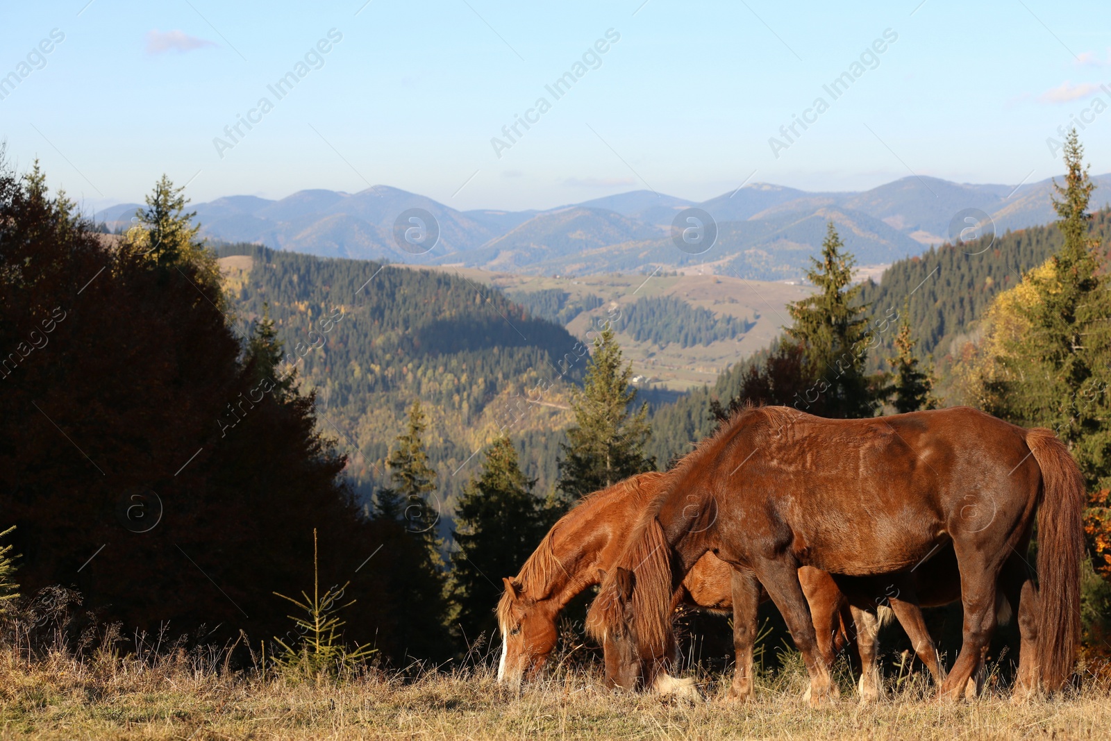 Photo of Beautiful horses grazing in mountains on sunny day