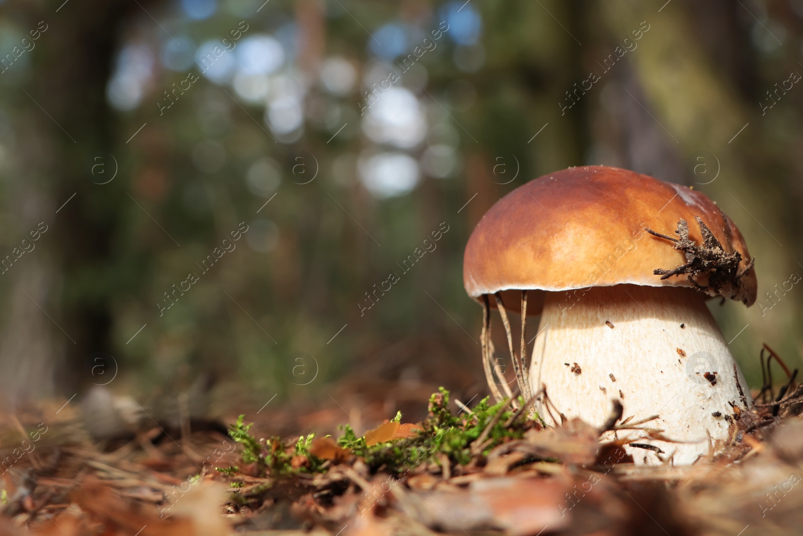 Photo of Beautiful porcini mushroom growing in forest on autumn day, space for text