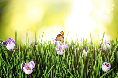 Image of Painted lady butterfly on crocus flower in green grass