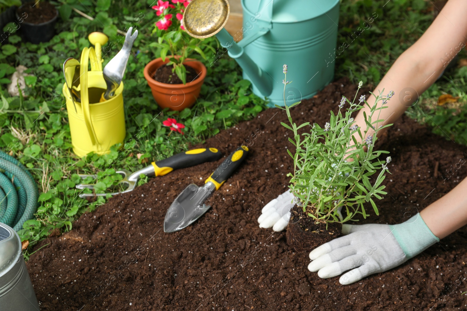 Photo of Woman transplanting beautiful lavender flower into soil in garden, closeup. Space for text