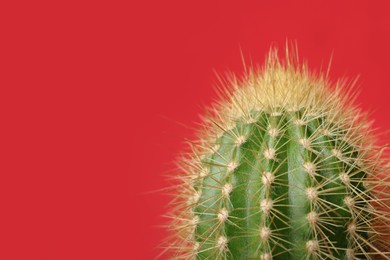Photo of Beautiful green cactus on red background, closeup with space for text. Tropical plant