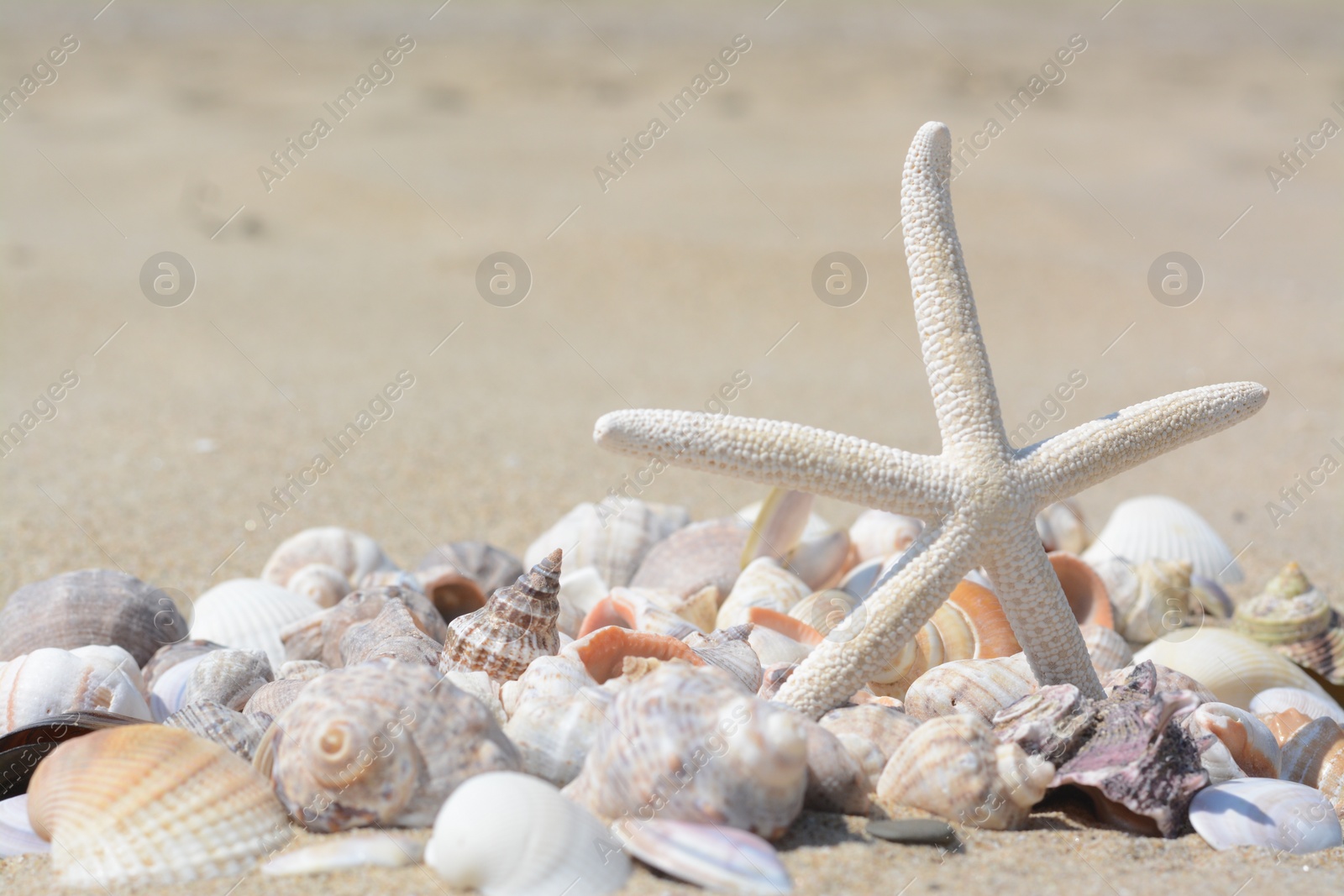 Photo of Beautiful starfish and sea shells on sand, closeup