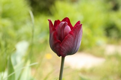Photo of Beautiful bright tulip outdoors on sunny day, closeup