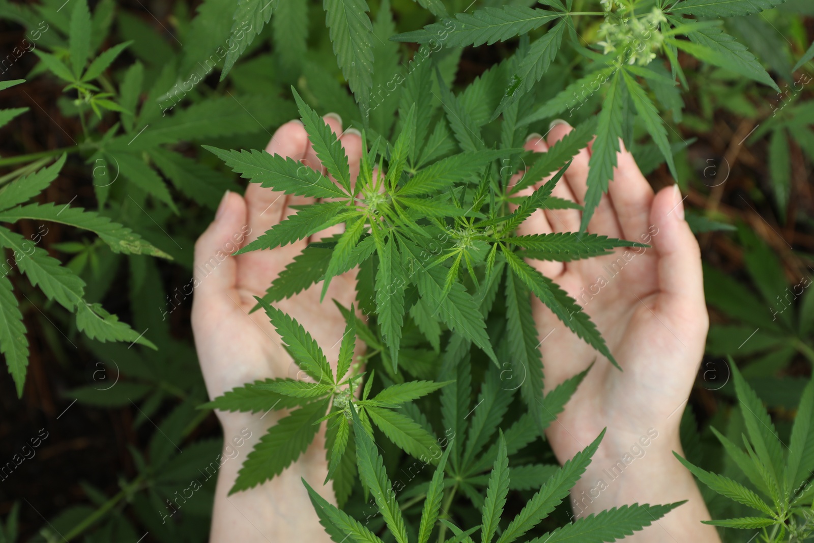 Photo of Woman near green organic hemp outdoors, top view