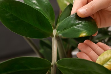 Woman touching houseplant with damaged leaves indoors, closeup