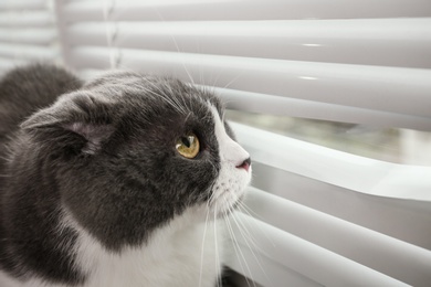 Cute fluffy cat looking through window blinds, space for text