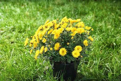 Beautiful colorful chrysanthemum flowers on green grass