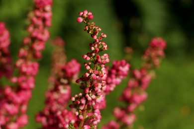 Photo of Heather shrub with beautiful blooming flowers outdoors on sunny day, closeup