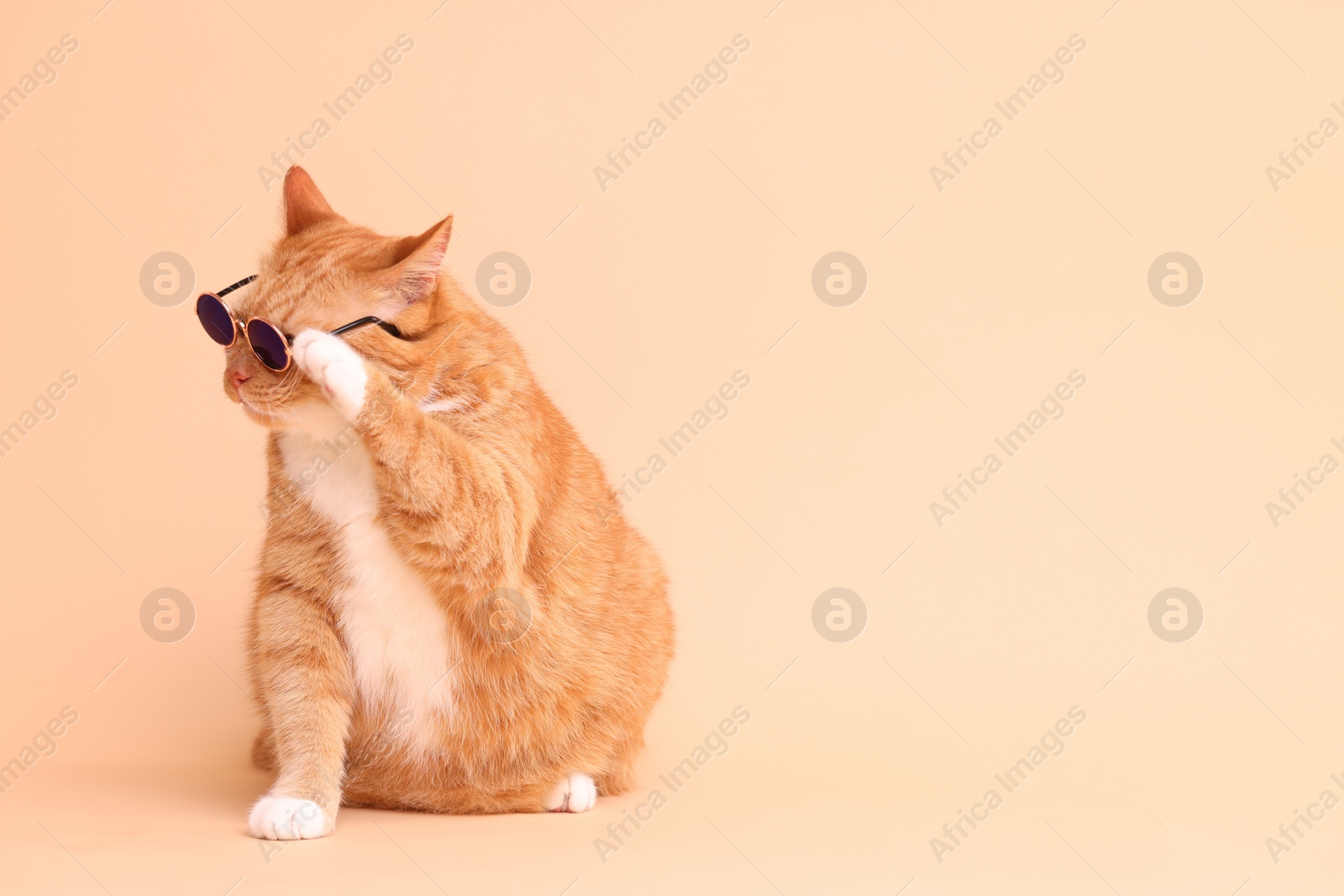 Photo of Cute ginger cat in stylish sunglasses on beige background. Space for text