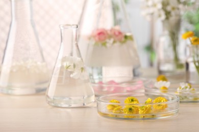 Photo of Different flowers in laboratory glassware, focus on Petri dish with yellow buttercup buds, space for text. Essential oil extraction