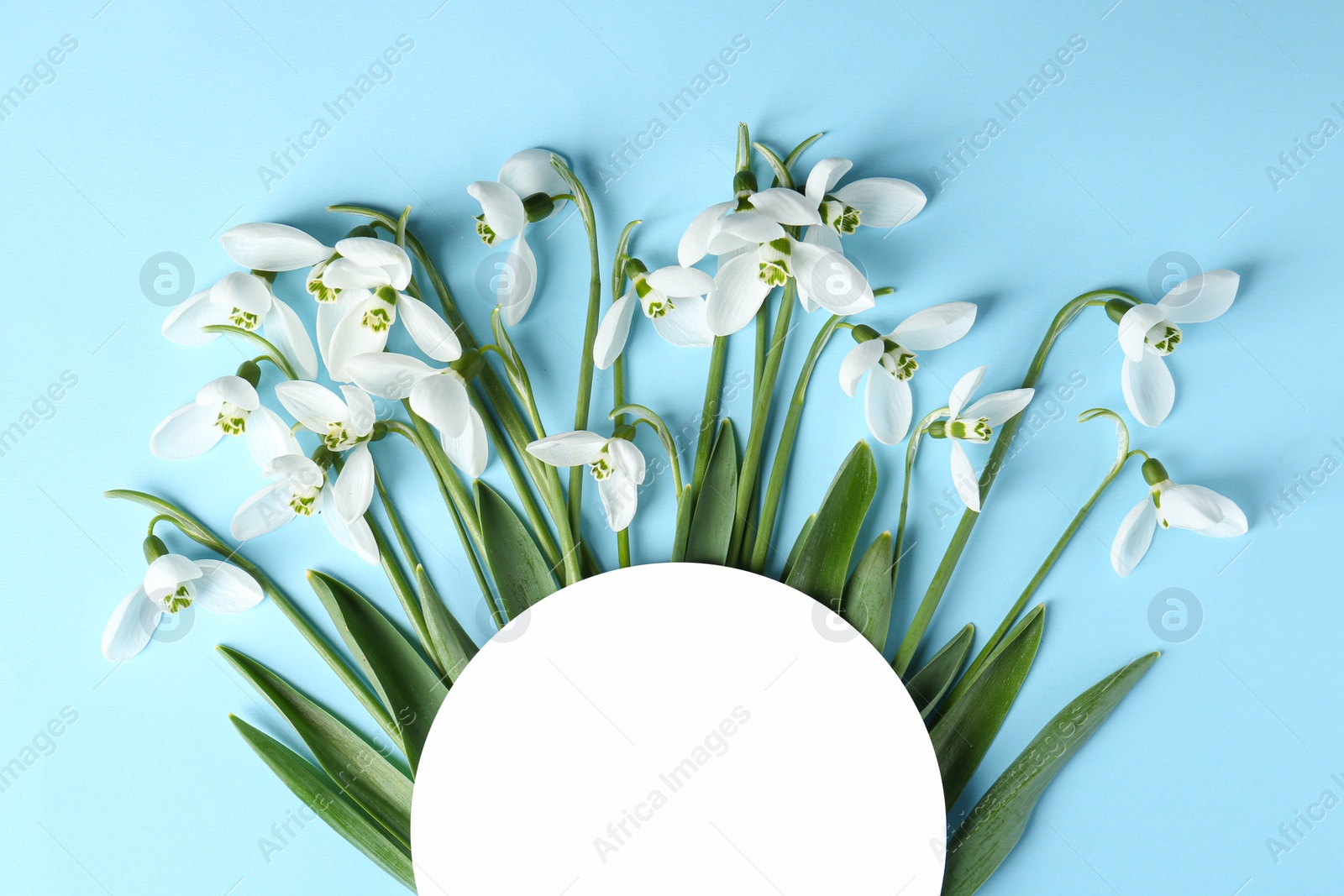 Photo of Beautiful snowdrops and paper card on light blue background, flat lay. Space for text