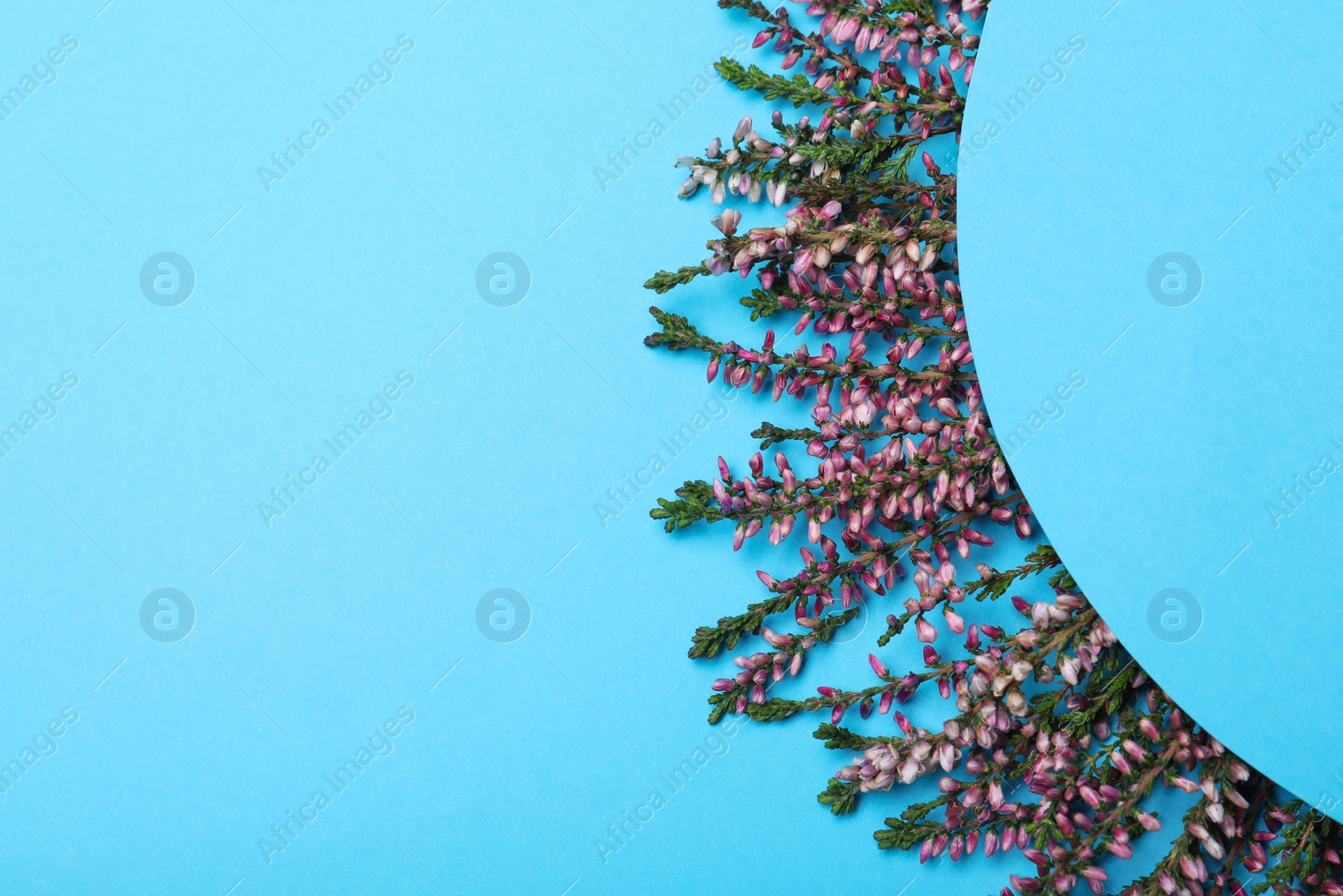 Photo of Heather branches with beautiful flowers and blank card on light blue background, flat lay. Space for text