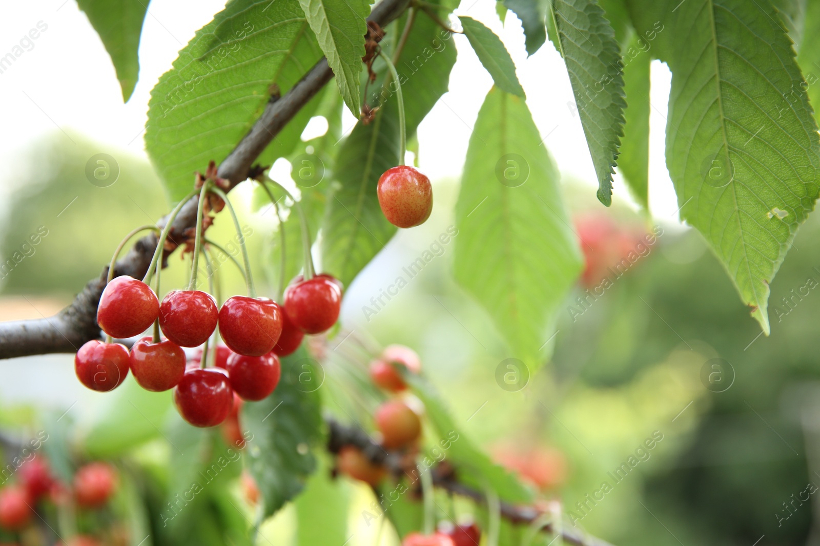 Photo of Cherry tree with green leaves and ripe berries growing outdoors