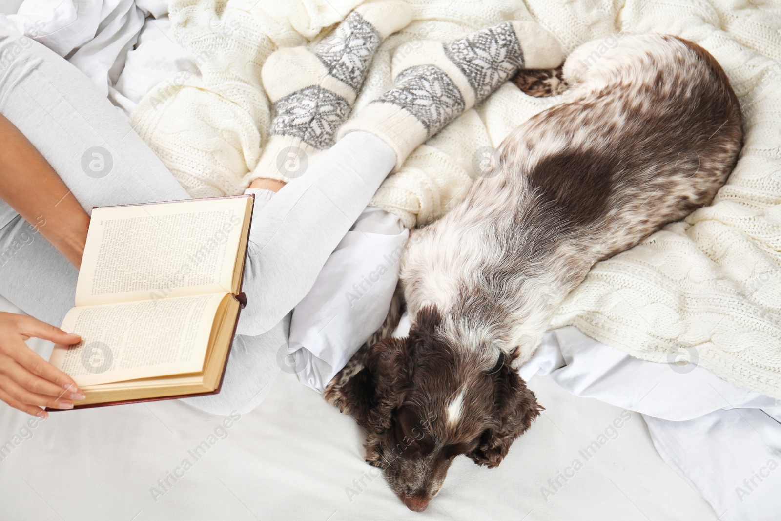 Photo of Adorable Russian Spaniel with owner on bed, top view