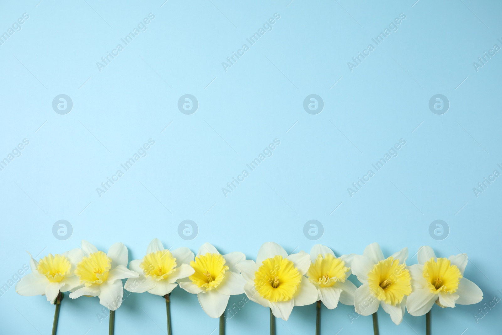 Photo of Flat lay composition with daffodils and space for text on color background. Fresh spring flowers