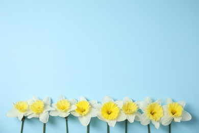 Flat lay composition with daffodils and space for text on color background. Fresh spring flowers