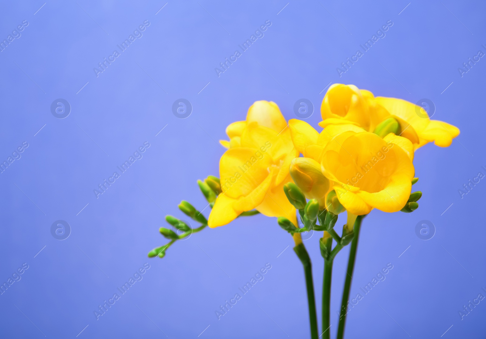 Photo of Branch of beautiful freesia flowers on color background