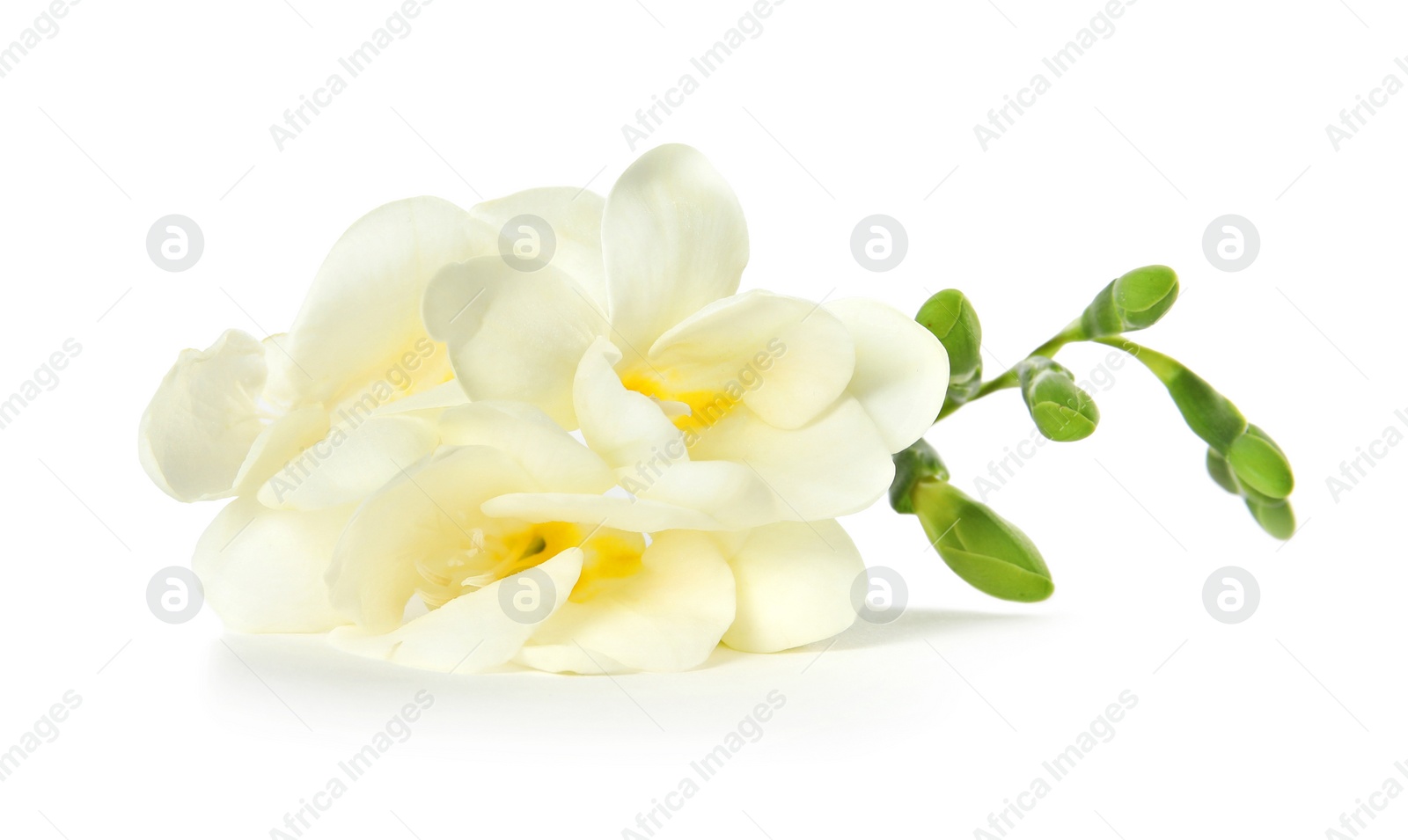 Photo of Beautiful freesia with fragrant flowers on white background