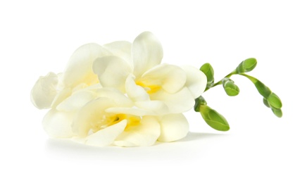 Photo of Beautiful freesia with fragrant flowers on white background