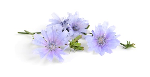 Photo of Beautiful tender chicory flowers on white background