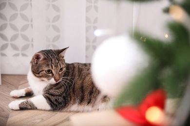 Cute cat in room decorated for Christmas