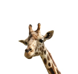 Image of Beautiful spotted African giraffe on white background. Wild animal