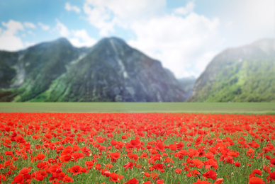 Image of Many blooming poppy flowers on mountain meadow
