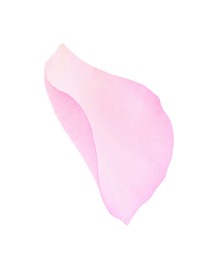 Tender pink rose petal isolated on white