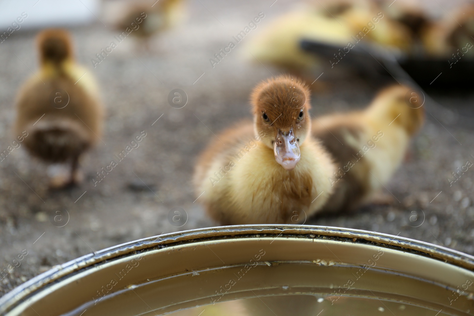 Photo of Cute fluffy duckling near bowl of water in farmyard