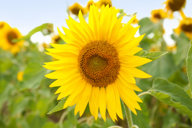 Photo of Field of yellow sunflowers on summer day, closeup