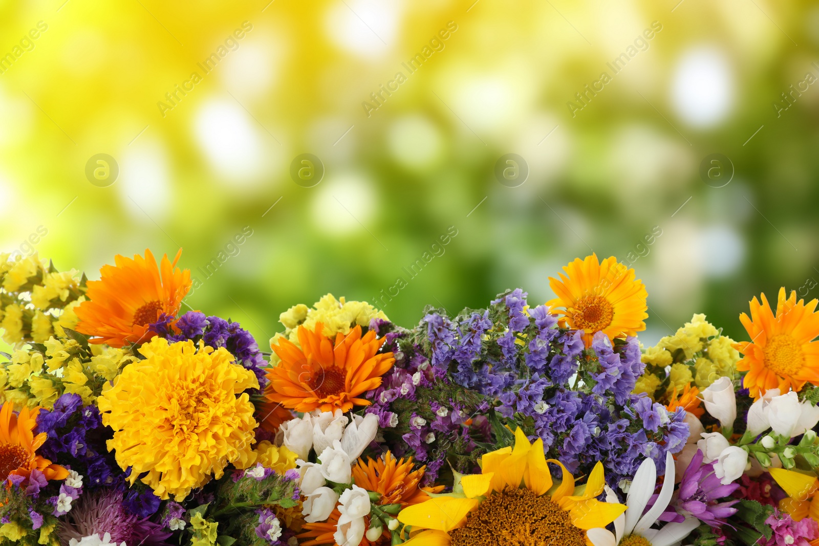 Image of Beautiful wild flowers outdoors on sunny day. Bokeh effect