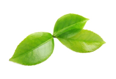 Photo of Green leaves of tea plant on white background