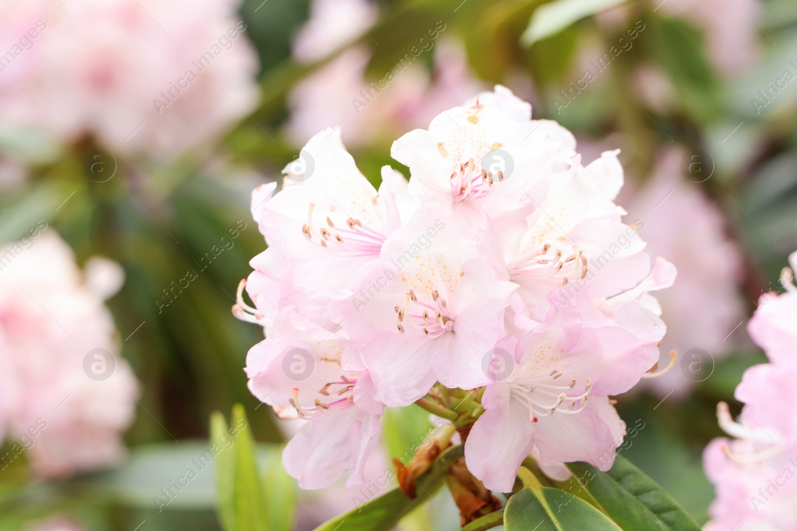 Photo of Beautiful rhododendron flowers on bush outdoors, closeup