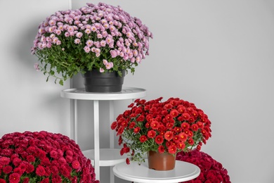 Beautiful composition with chrysanthemum flowers near white wall