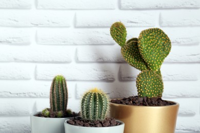 Photo of Many different beautiful cacti against white brick wall