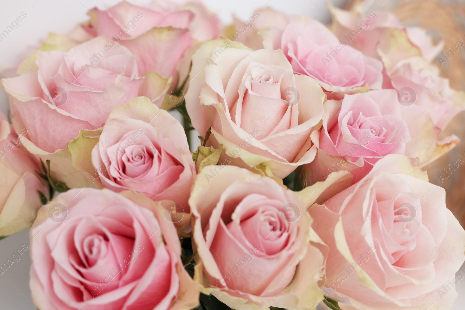 Photo of Beautiful bouquet of rose flowers, closeup view