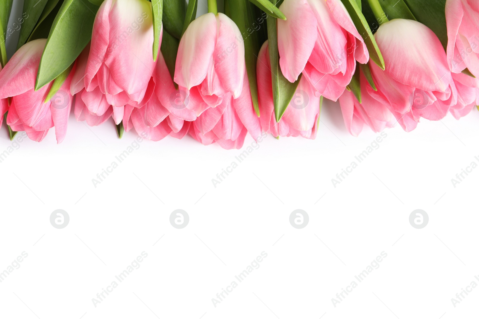 Photo of Beautiful spring tulips on white background, top view. International Women's Day