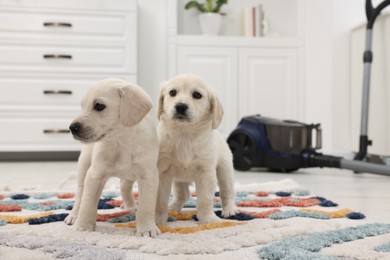 Photo of Cute little puppies on carpet at home. Space for text