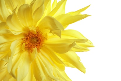 Beautiful yellow dahlia flower on white background, closeup