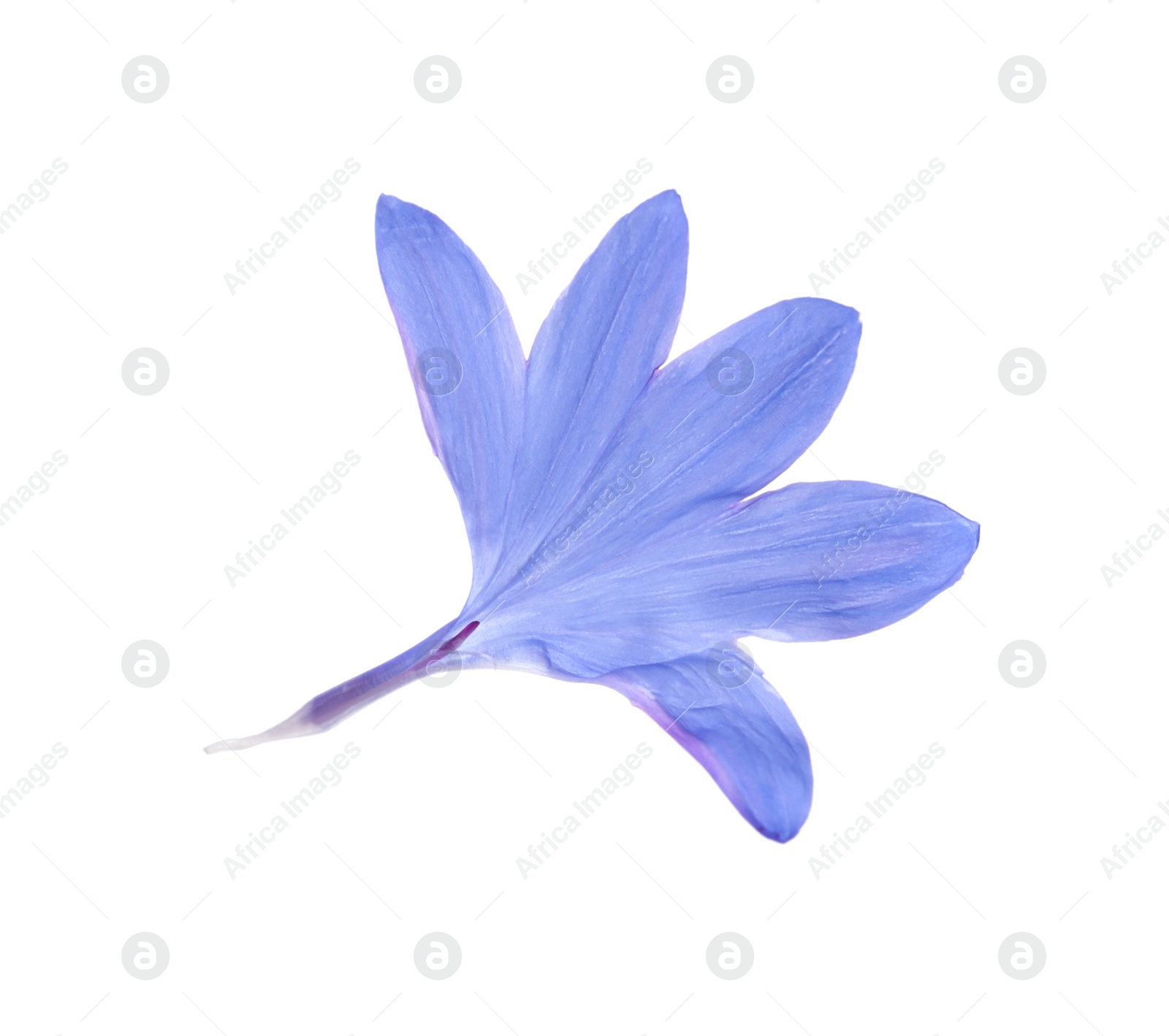 Photo of Petals of blue cornflower isolated on white