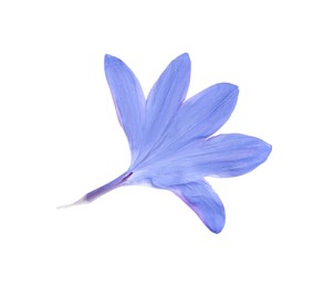 Photo of Petals of blue cornflower isolated on white